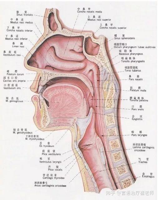 人嘴结构图并带名称图图片