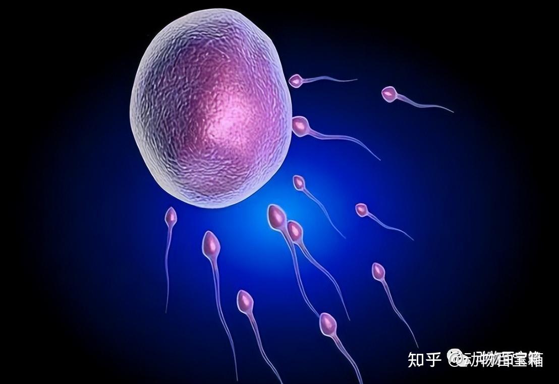 人类受精卵结合那一瞬间,会爆发出巨大闪光,这是为何? 知乎