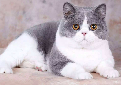 英短猫容易发腮嘛