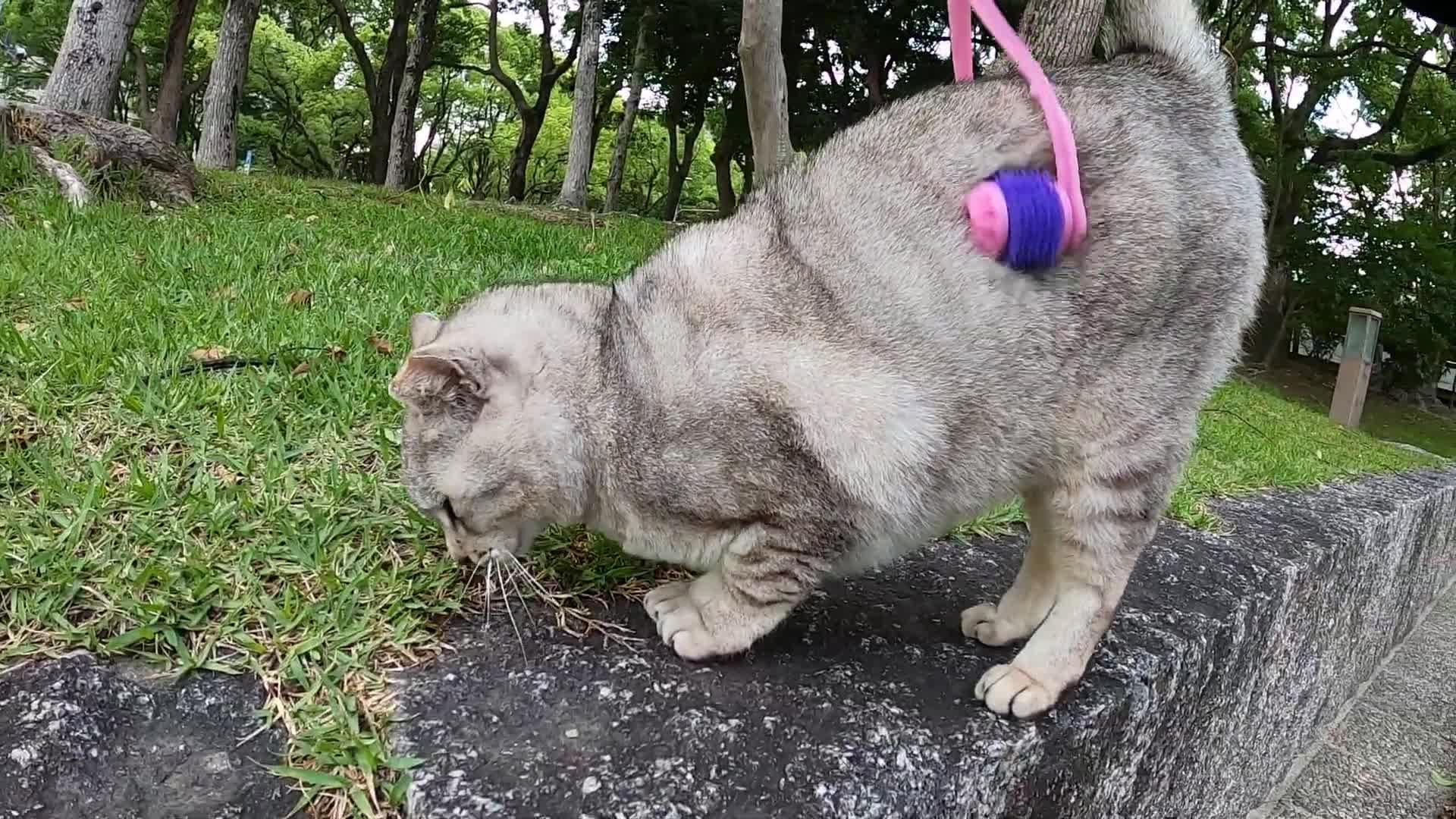 到底是怎样的一只狸花能胖到让胖橘都以一脸看到猪的表情看它?