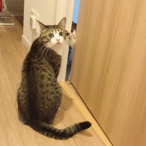 吸猫大会混血猫兄弟すずめうなぎ