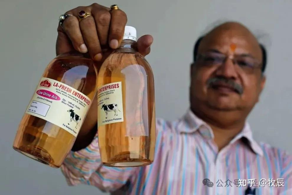 印度泼粪节上万民众互掷牛粪祈求健康