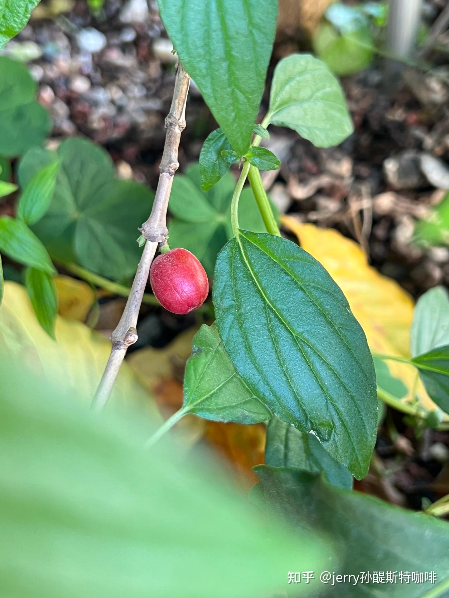 一亩地的咖啡产值- 知乎