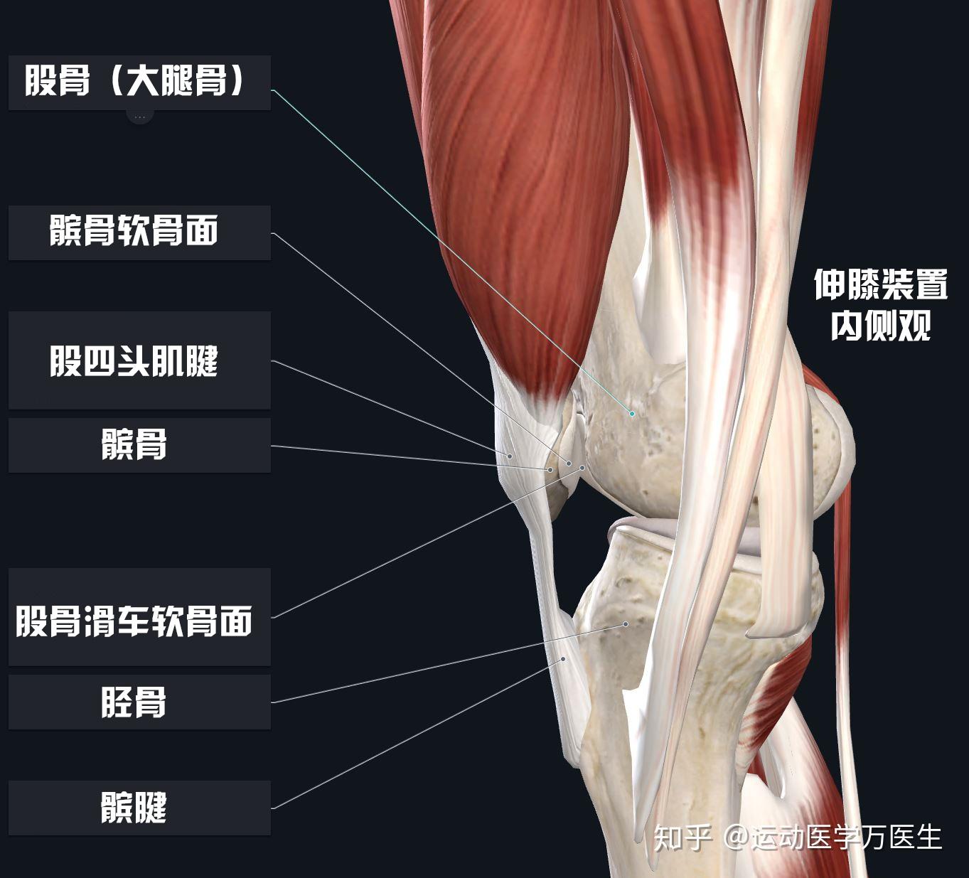 85 赞同 · 14 评论文章在膝关节,股四头肌腱将大腿前方的股四头肌
