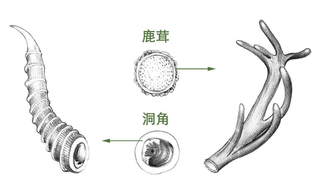龙年话鹿:说说“龙角”的原型 - 知乎