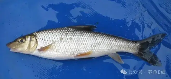 图文欣赏：常养常见的淡水鱼类100种 - 知乎