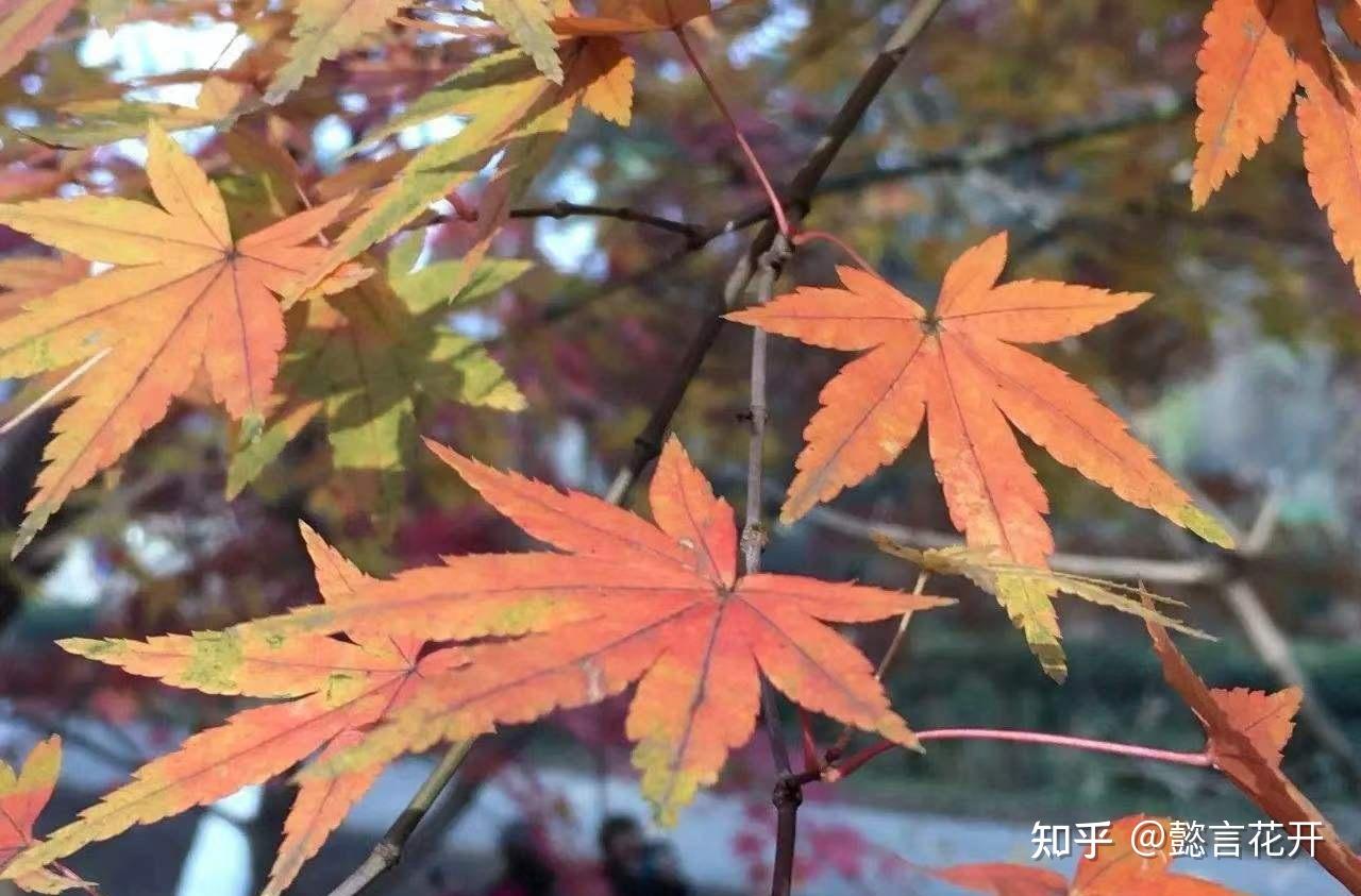 如何区分枫树和槭树 - 知乎