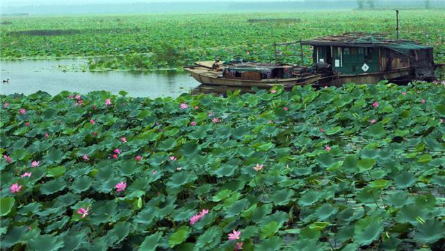 山东秋季热门旅游景点微山湖旅游攻略低音号免费语音导游