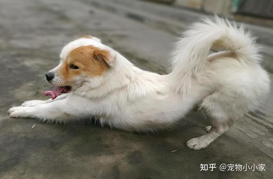 狗狗如果发出这几种疼痛警报要当心了