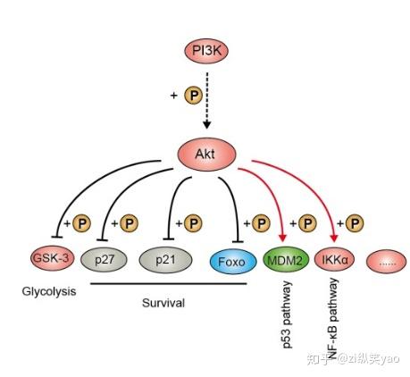 GBM_RTKs/PI3K/AKT /mTOR信号通路持续激活 - 知乎