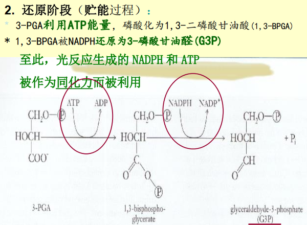 生物专业英语词根词缀|光合作用专题整理|含名词解释(二) - 知乎