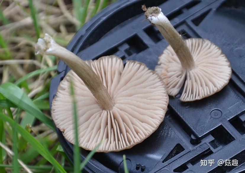 菇趣——鼠灰光柄菇 - 知乎