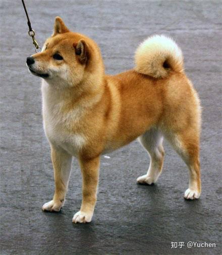 从当时的遗迹索挖掘出的犬骨,犬型陶俑,都有着类似柴犬的模样,说明