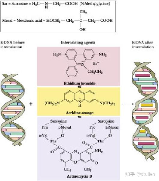 分子生物学回顾——染色体与DNA - 知乎