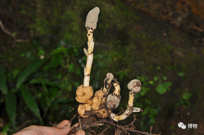 的研究還很不充分,已知的寄主包括蘿摩科植物,山茶科植物,櫟樹等等,並