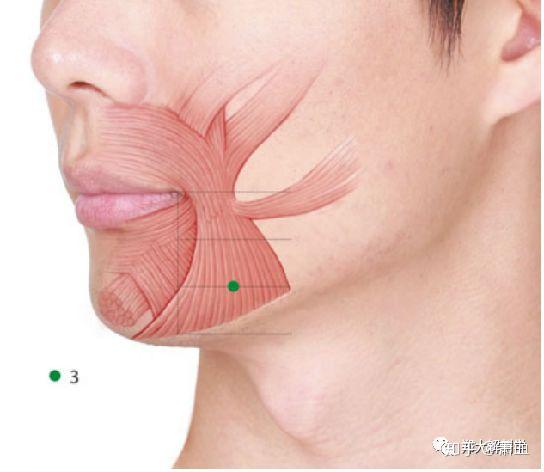鼻翼肌,提上唇肌和颧小肌,这3块肌肉位于鼻翼外侧,附着于口轮匝肌表面