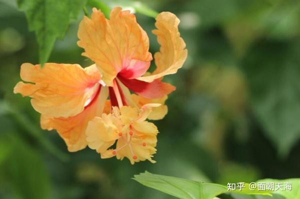 我们的目标是“楼子花”? - 知乎