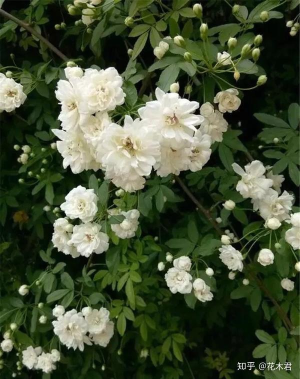 山木香和野蔷薇的辨识区别 知乎