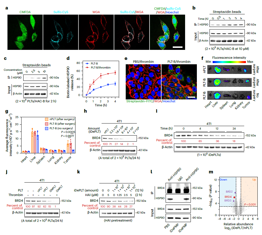 PSCprof 人多能干细胞消化液