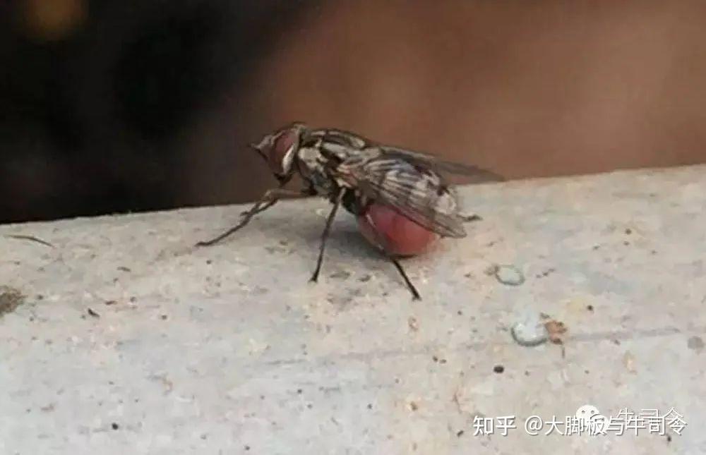 养牛场灭蚊蝇,夏天最头疼的事情 - 知乎