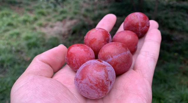 红叶李的果实可以吃吗?