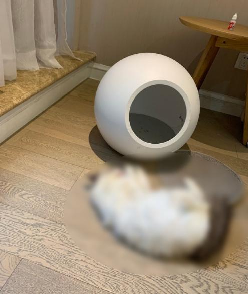 猫咪被活活闷死这款小佩智能猫窝你还在用吗