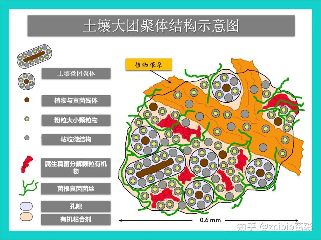 土壤团聚体及其检测方法 - 知乎