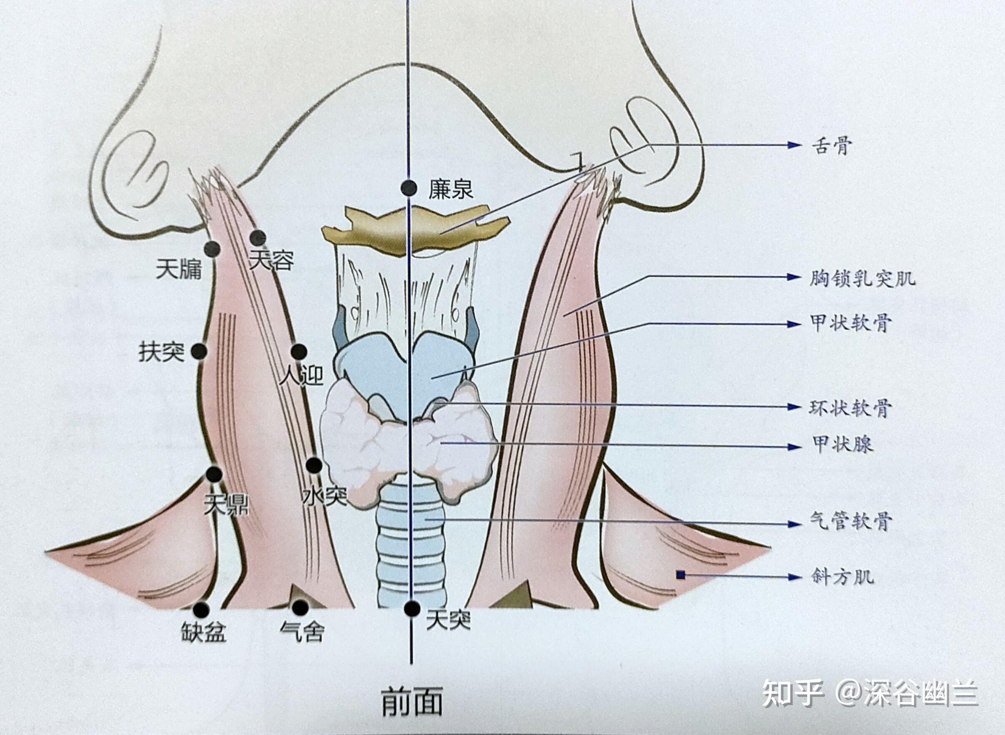 从胸锁乳突肌前缘,肩胛舌骨肌后缘,咽缩肌处