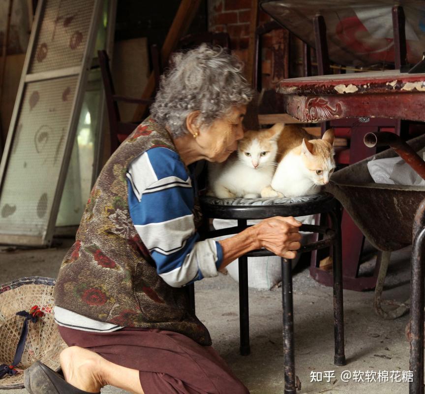 为何老一辈的人经常养猫,却对猫没有感情,可能有这2点原因 - 知乎