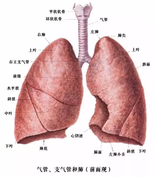 人体最重要的呼吸器官 肺 知乎 人体最重要的呼吸器官 肺 知乎