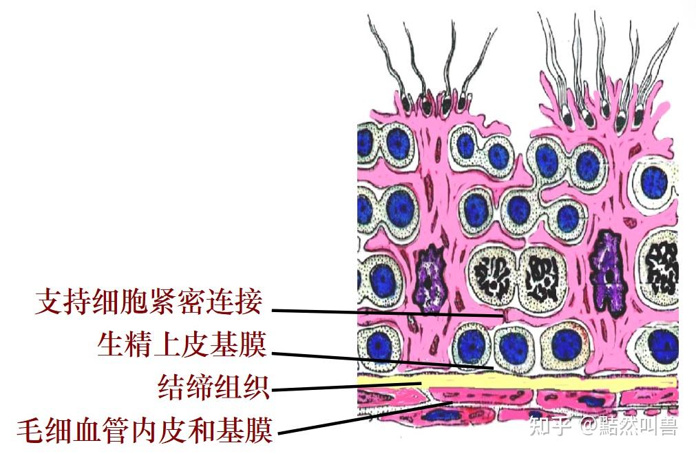 血脑屏障的组成图片