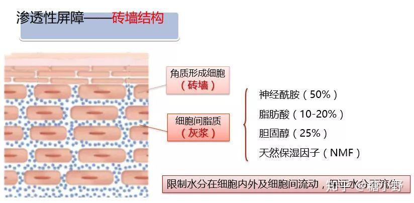 皮肤屏障的概念
