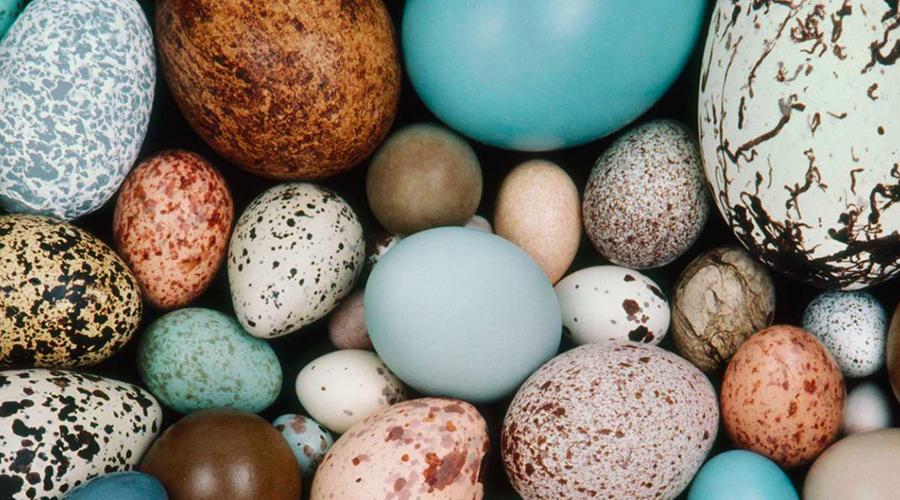 越是能飞的鸟蛋越有个性