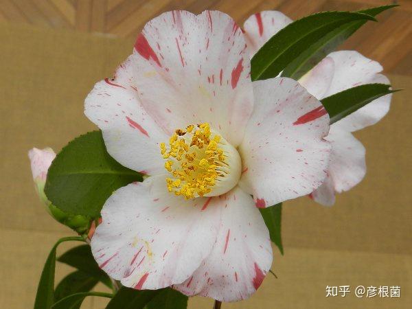 燕返日本茶花里这种花瓣形状大小不一的单瓣品种也不少,顺(cou)带(zi)