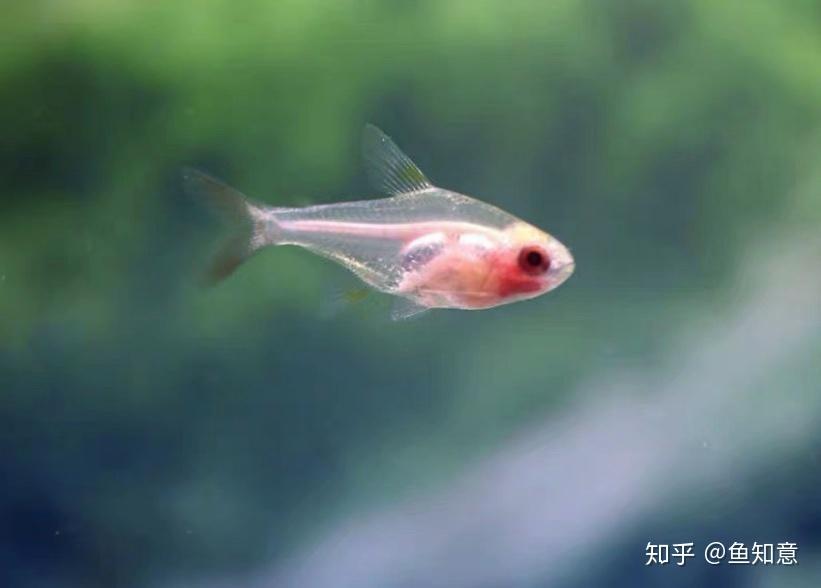 小型观赏鱼红肚玻璃灯鱼