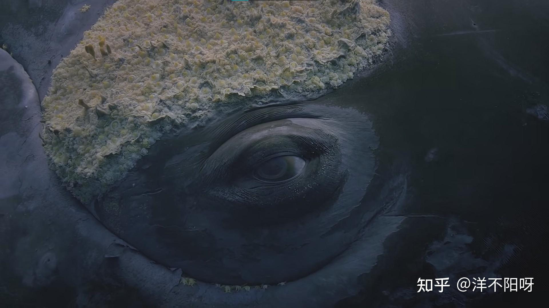 拍摄到濒危北大西洋露脊鲸的罕见“拥抱”行为 - 神秘的地球 科学|自然|地理|探索