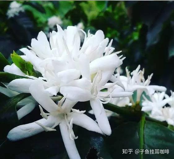 喝了那么多年咖啡,现在才知道咖啡花那么美