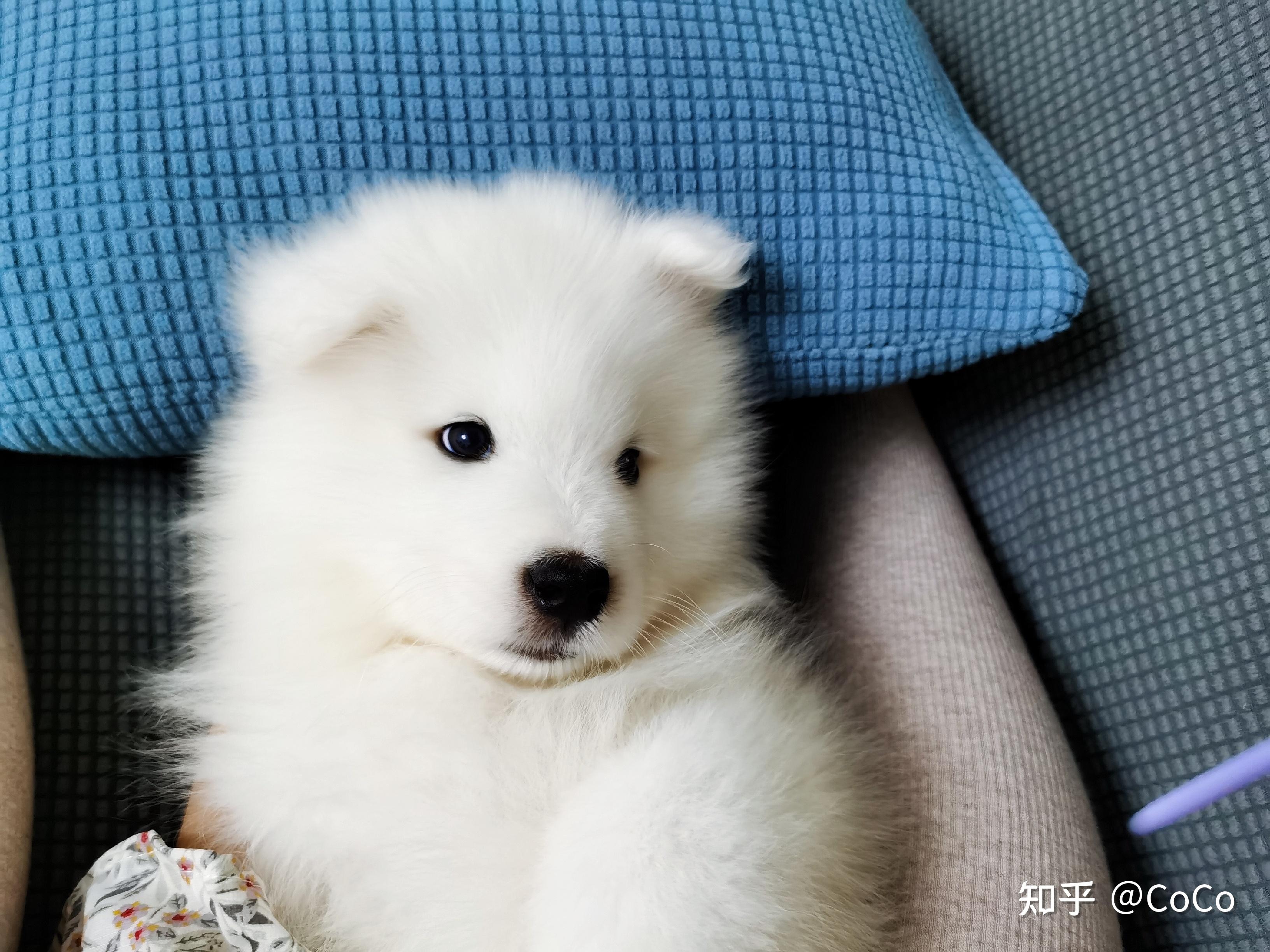 萨摩耶犬-团团的成长之旅