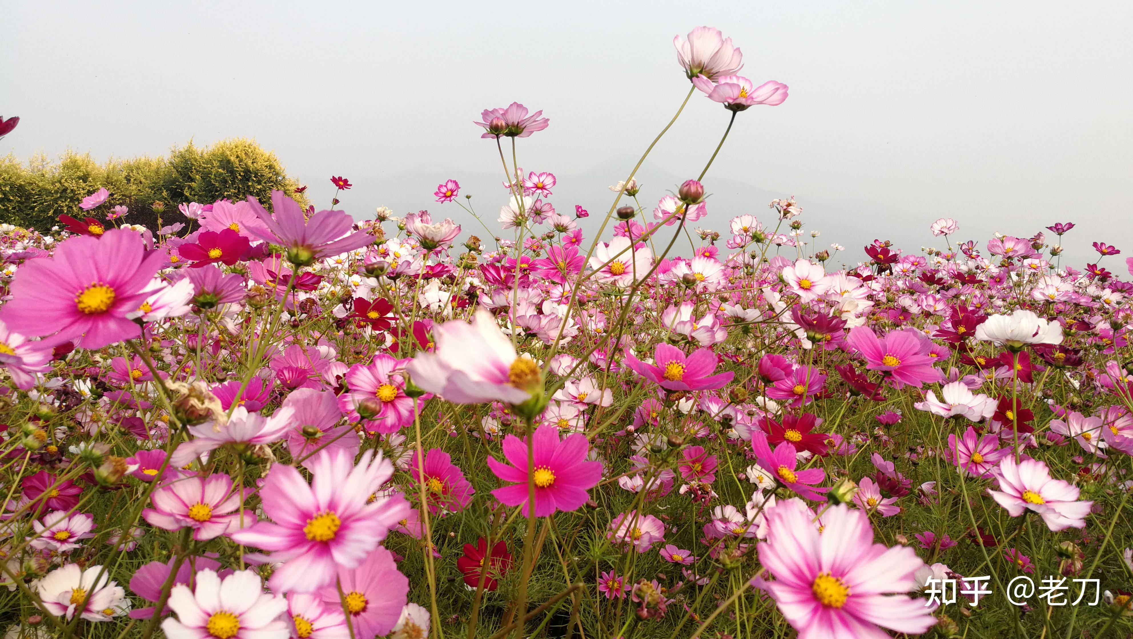 七孔桥花海公园图片