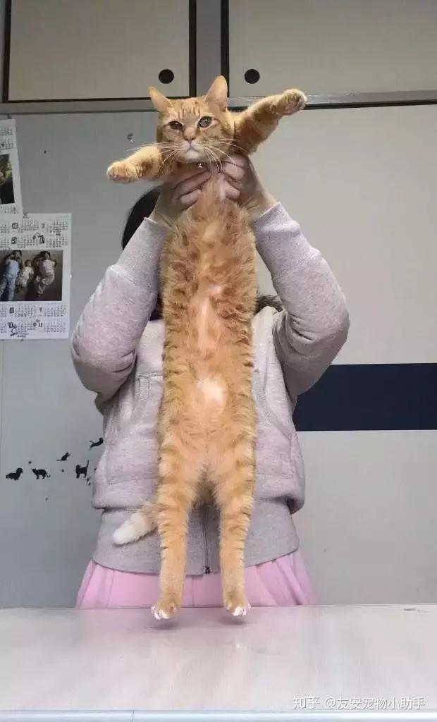 据调查了解,当猫咪跃起时,其身长可拉伸至身体的5倍,它们的身体就像