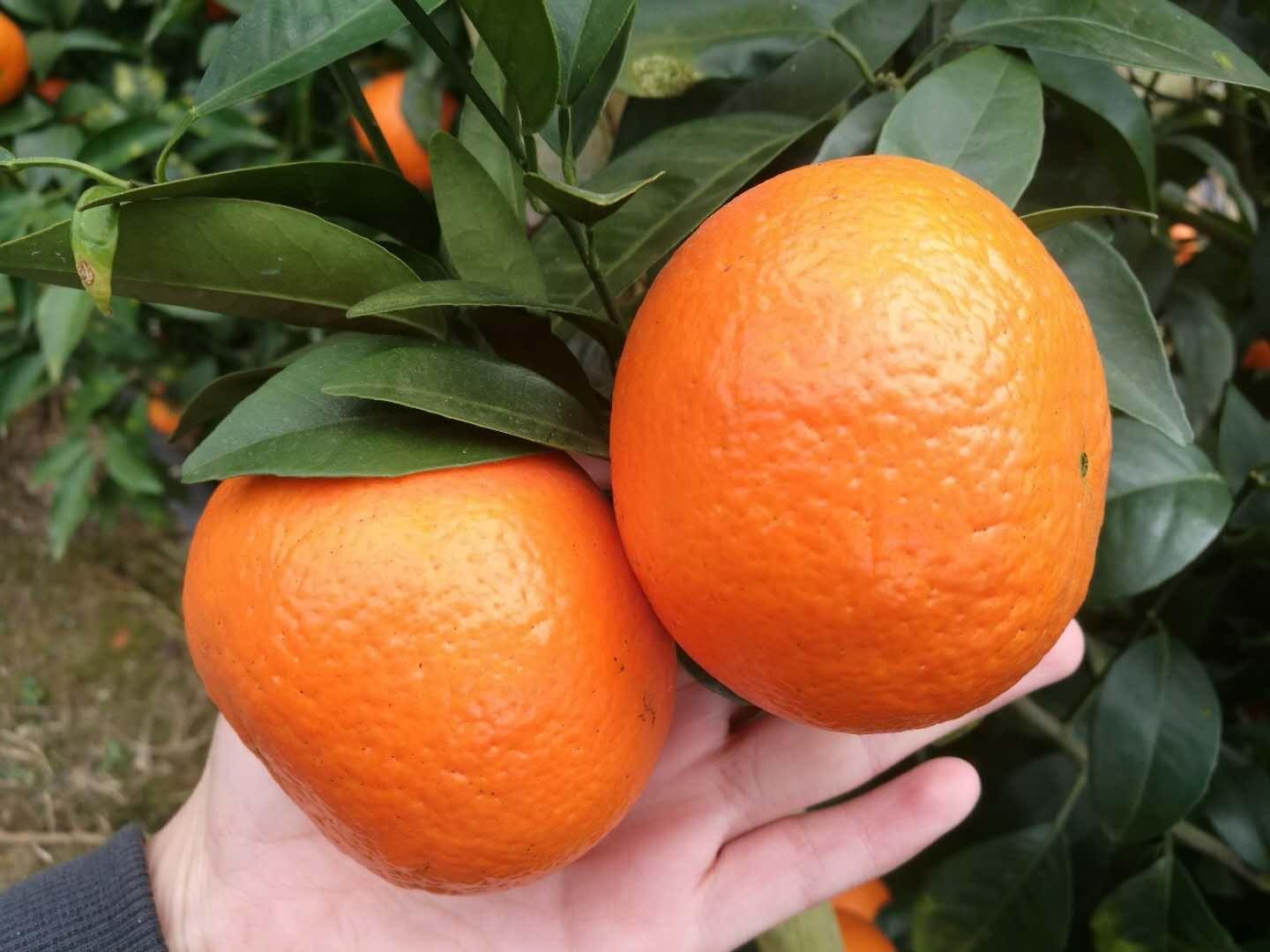 沙糖桔 沃柑 金桔 蜜橘 相同与不同?