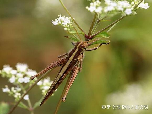 【动物界全系列】剑角蝗科—绿洲蝗亚科（上）：金色蝗 - 知乎