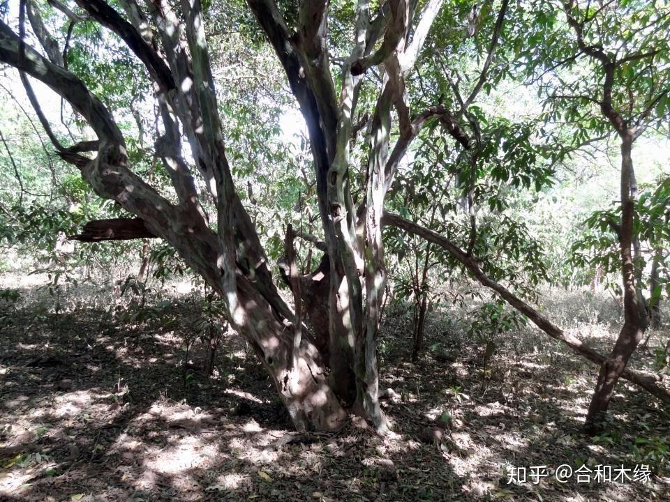认识国标红木⑪——东非黑黄檀(紫光檀、犀牛角紫檀、黑木黄檀) - 知乎