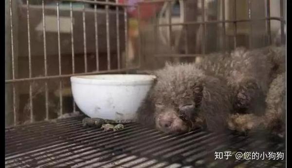 繁殖犬被关在永不见阳光的地下室内 被解救后害怕得不敢吃东西 知乎