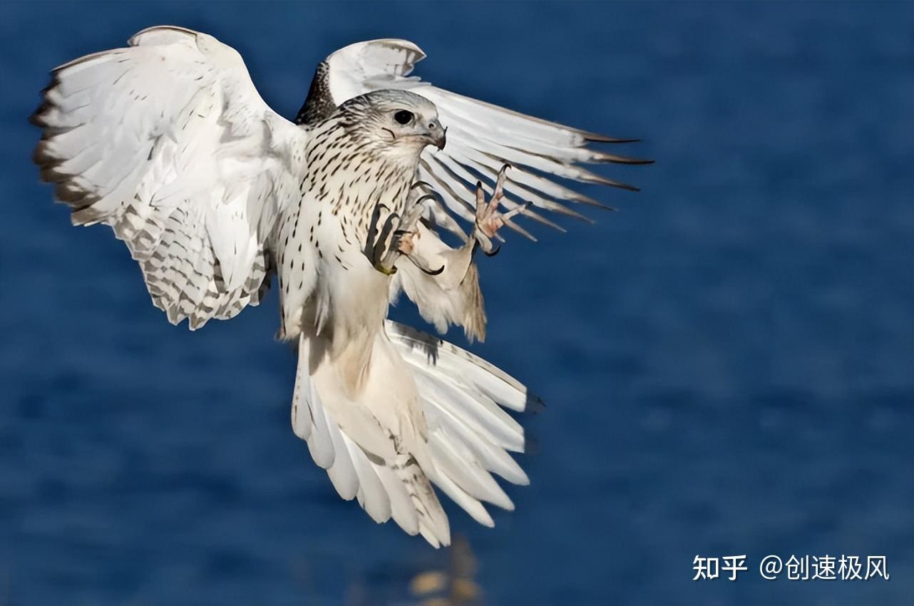 神鸟快刀斩千次脆弱脑却丝毫无损