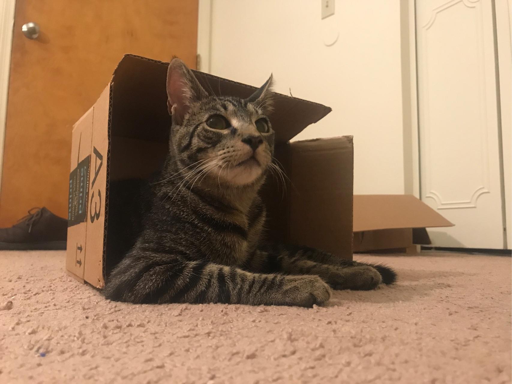 箱子猫,箱子里的猫,猫箱_大山谷图库