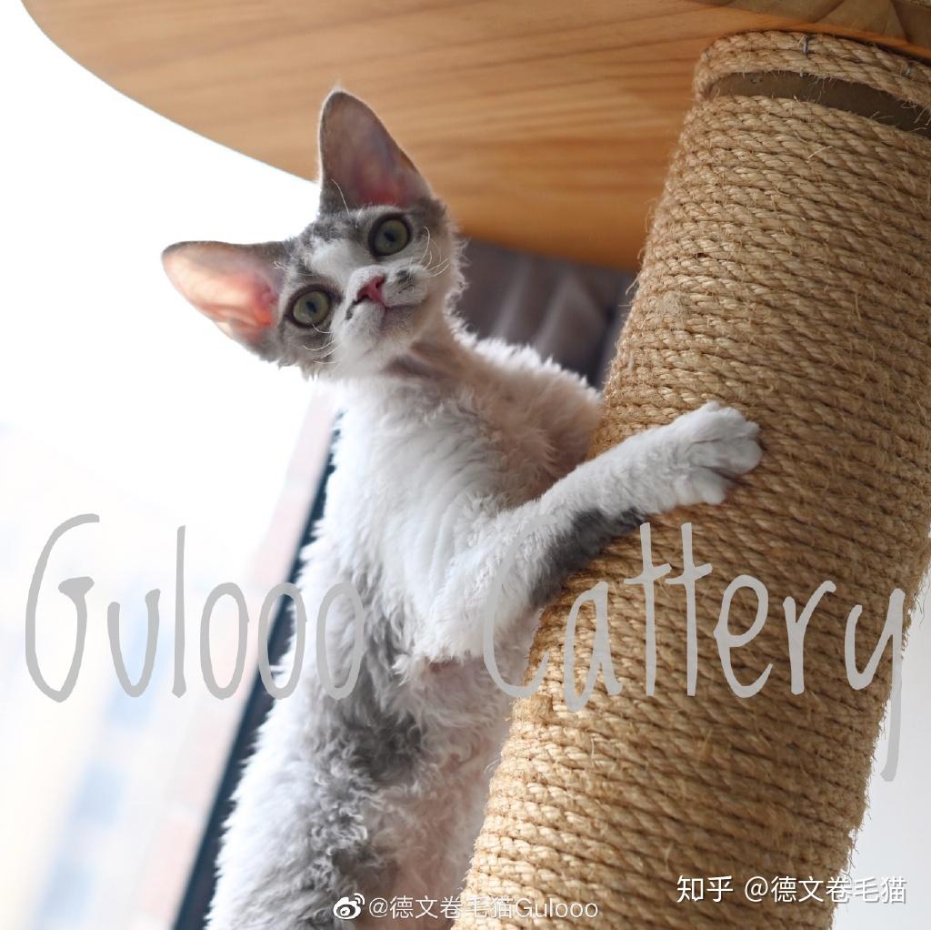 怎么知道自己的德文卷毛猫是不是纯种的? - 知乎
