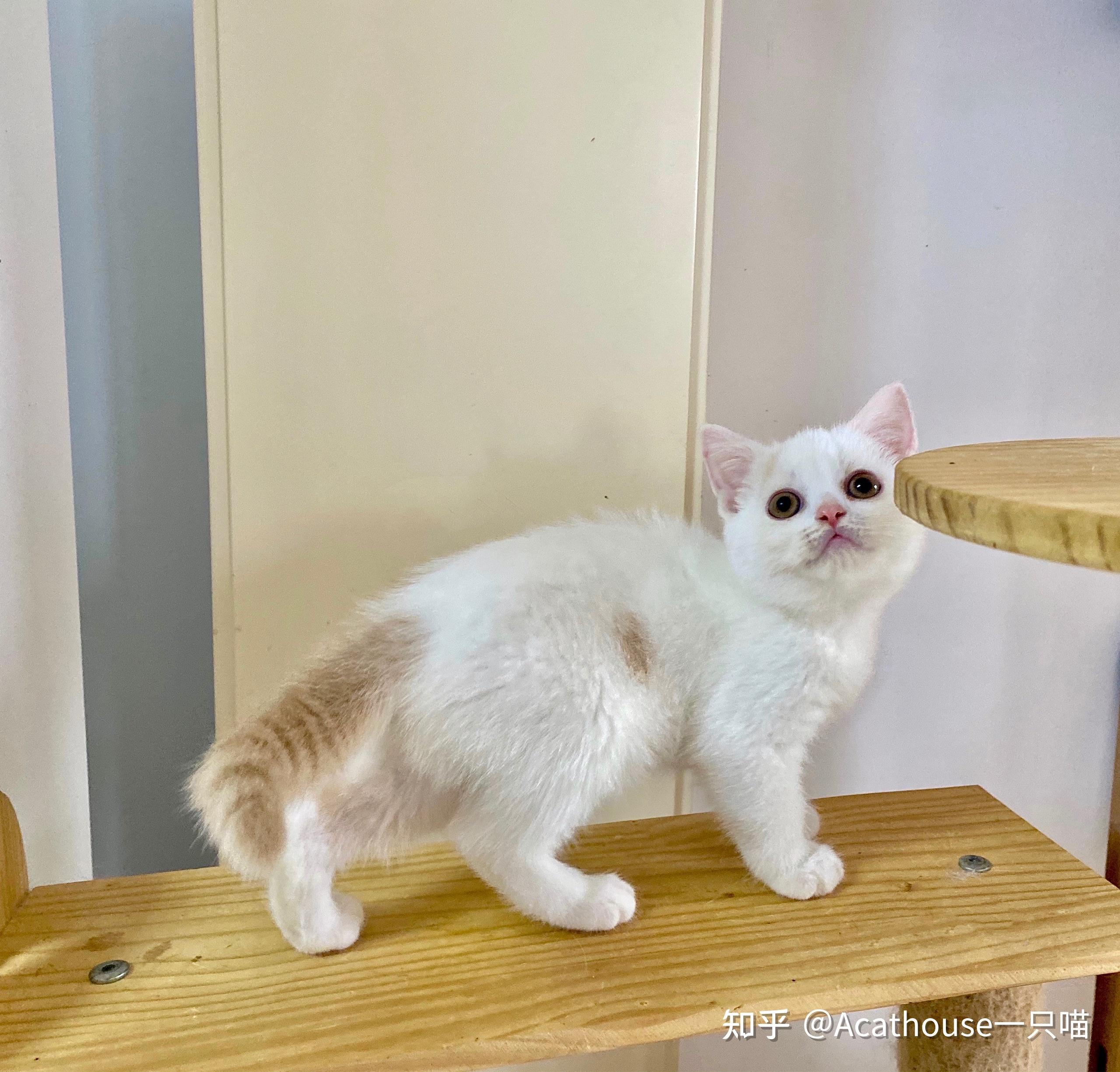 两个月 眼睛贼圆的干饭猫acathouse一只喵