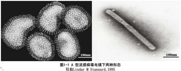 呼吸道联合检测没烦恼 - 甲流/乙流联合检测方案 - 知乎