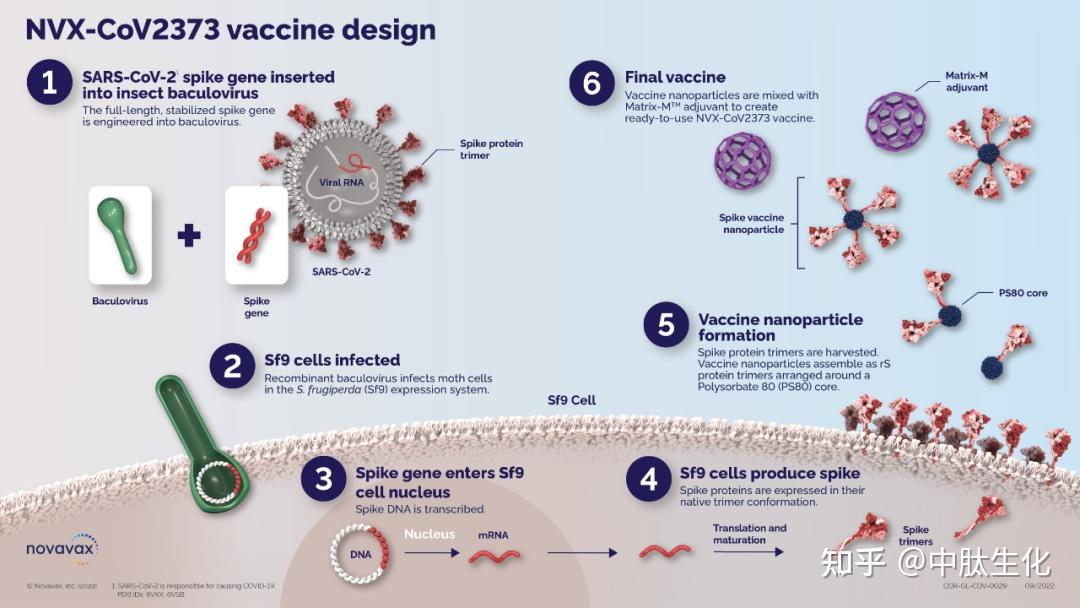 重组疫苗图解图片